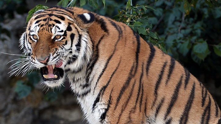 Амурского тигра, выходившего к людям в Приморье, выпустили в тайгу